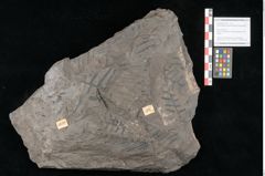 Foto (Objekt + Etikett) von Thaumatopteris pterophylloides Ettingshausen (NHMW-GEO-2024-0188-10518)